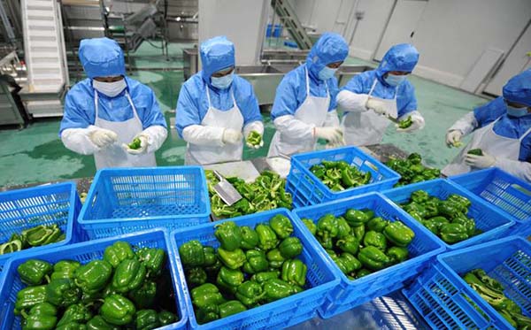 YY易游体育食材分拣