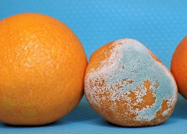 ʳı