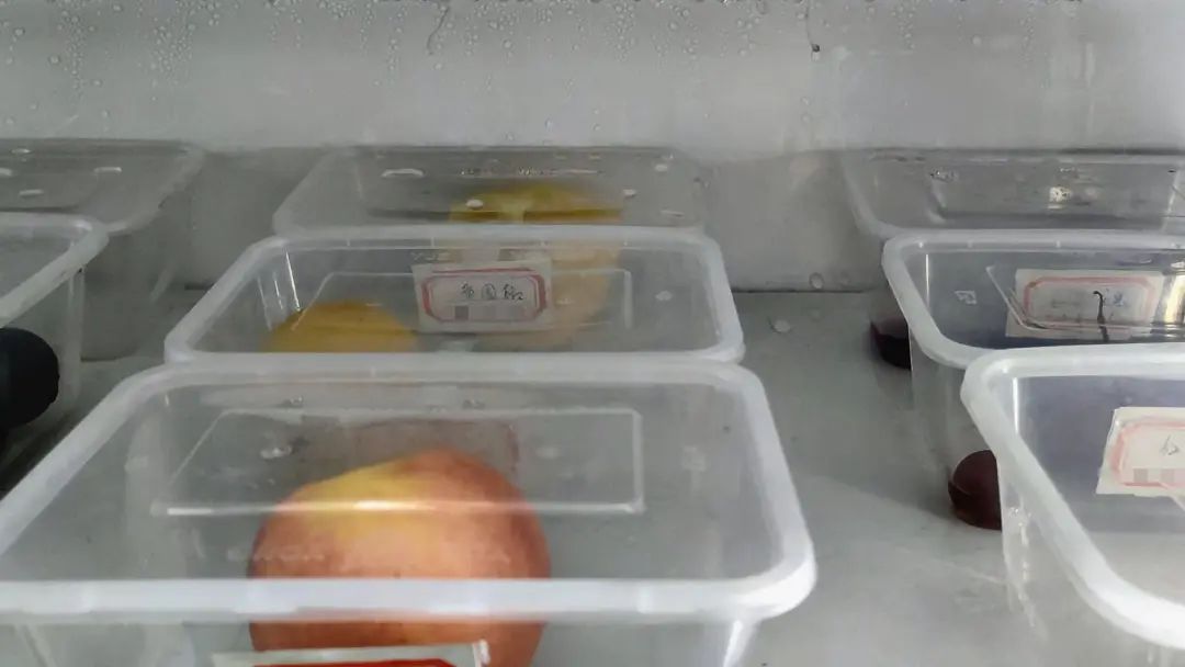 ʳ÷˳ζοȷԴ   